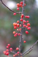 Malus 'Admiration' in December.