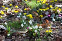 Galanthus - Snowdrops and Eranthis hyemalis - Winter Aconites in dappled woodland light