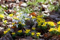 Galanthus - Snowdrops and Eranthis hyemalis - Winter Aconites in dappled woodland light

