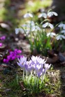 Galanthus - Snowdrops and Crocus in dappled woodland light
