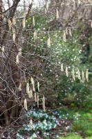 Corylus - Hazel catkins in early spring sunshine