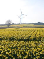 Narcissus - Daffodils in fields beneath wind turbines, Cornwall
