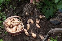 Harvesting Solanum tuberosum - Potato 'Anya'