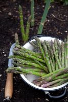 Harvesting Asparagus 'Gijnlim'