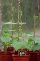 Ipomaea - Morning Glory - young plants in 10.5 cm pots
