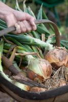 Harvesting autumn planted Allium cepa - Onion 'Radar'
