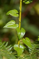 Bryonia dioscorea communis - Black Bryony