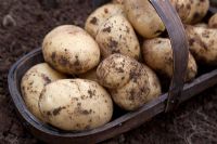 Solanum tuberosum - freshly dug Potato 'Vivaldi' in trug 
