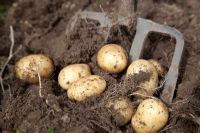 Harvesting Solanum - Potato 'Vivaldi'