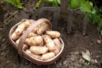 Freshly dug Potato 'Anya'