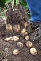 Harvesting Solanum tuberosum  - Potato 'Picasso'