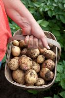 Trug of freshly harvested Solanum tuberosum  - Potato 'Picasso'