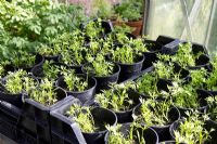 Carrot 'Early Nantes' seedlings in 1 litre deep pots