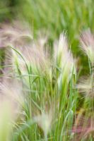 Hordeum jubatum - Foxtail Barley
