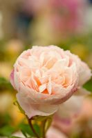 Rosa 'The Generous Gardener' - English Rose