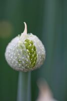 Allium fistulosum - Welsh Onion

