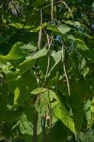 Catalpa bignoniodes - Indian Bean Tree