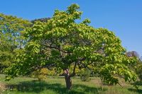 Catalpa bignoniodes 'Koehnei' - Indian Bean Tree