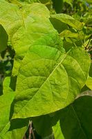 Catalpa bignoniodes 'Koehnei' leaves - Indian Bean Tree