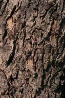 Catalpa bignoniodes 'Koehnei' bark - Indian Bean Tree