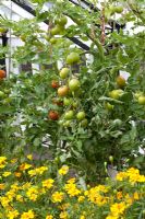 Unripe Lycopersicum - Tomatoes and Tagetes -  French Marigold in greenhouse.