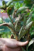 Removing Paeonia leaves infected with Peony rust
