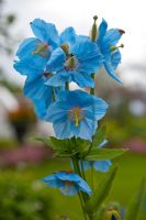Meconopsis 'Lingholm' - fertile blue group, syn Meconopsis grandis