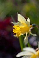 Narcissus pseudonarcissus 'Lobularis'