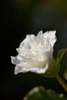 Trillium grandiflorum 'Snowbunting' syn 'Flore Pleno'