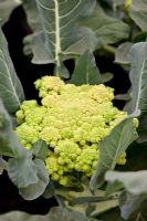 Brassica - Romanesco cauliflower