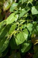 Leaves on Epimedium and Acer palmatum 'Dissectum'