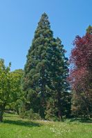 Sequoiadendron giganteum - Giant Sequoia