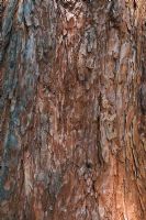 Sequoiadendron giganteum bark - Giant Sequoia
