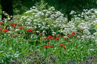 Lychnis chalcedonica and Valeriana Officinalis - Common Valerian