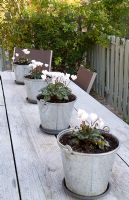 Line of four white autumn Cyclamen in small galvanised buckets positioned on dining table.