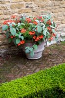 Plectranthus and Pelargonium in terracotta pot by Buxus edged parterre - The Manor House