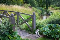 Monet style bridge crossing stream with Bergenia foliage and grasses and cat - The Manor House