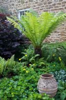 Dicksonia antartica - Tree Fern, amongst shady ground cover -  ferns, Dryopteris, Asplenum, Asarum europacum, Meconopsis cambrica, Cercis 'Forest Pansy' and terracotta olive jar - The Manor House