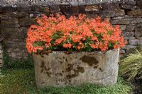 Orange Pelargonium in old stone trough by rustic wall  - The Manor House
