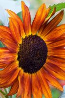 Helianthus annus - Sunflower 'Velvet Queen'