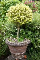 Variegated Buxus standard in terracotta pot edged with Cistus - Pine House