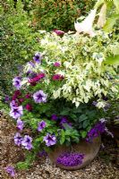 Terracotta pot planted with Abutilon 'Souvenir de Bonn', Osteospermum 'Sunny Mary', Petunia 'Blue Daddy', Heliotropium arborescens 'Chatsworth', with Brugmansia flowers - Pine House
