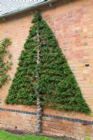 Pyracantha trained in a Christmas tree shape against brick wall - Pine House