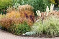 Bed of ornamental grasses including Cortaderia selloana 'Albolineata', Miscanthus purpurascens, Chasmanthium latifolium, Miscanthus sinensis 'Malepartus', Arundo donax - RHS Wisley