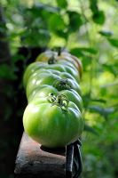 Green Marmande Tomatoes ripening in sunshine on old iron gate