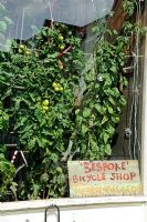 Green tomatoes growing in bicycle shop window, Hackney, London, UK