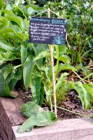 Sign showing the instruction for the use of Russian Comfrey - BOCKING 14 written in chalk on a small blackboard on a Comfrey bed