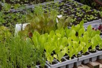 Vegetable plants in multi-cell trays