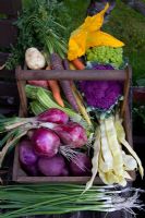 Freshly picked Cauliflower 'Romanesco', Carrots, Runner Beans 'Goldfiled', Courgette, Cauliflower, red Onions and purple Potatoes
