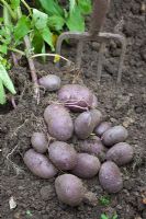 Harvesting Solanum tubersoum - Potato 'Blue Danube'